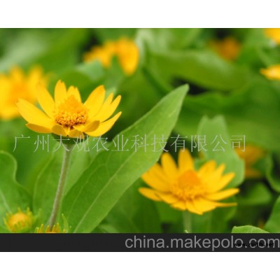 中山草花黄帝菊(图)