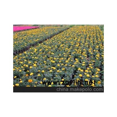 国庆庆典用花一二年生花卉黄色孔雀草 承接订单生产