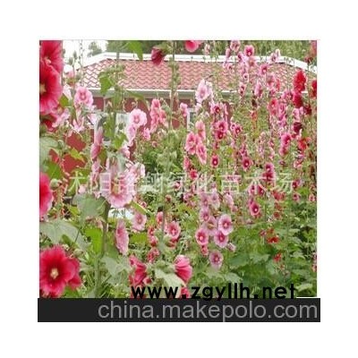 供应地被草花-蜀葵，又名一丈红