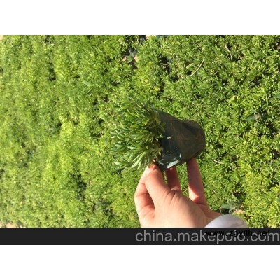 山东时令草花价格 青州时令草花价格