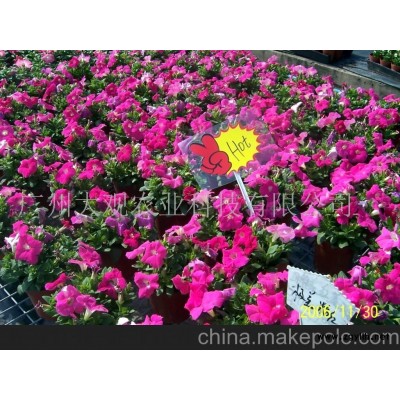 中山草花矮牵牛(图)