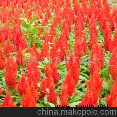 佛山草花鸡冠花/凤尾球(图)