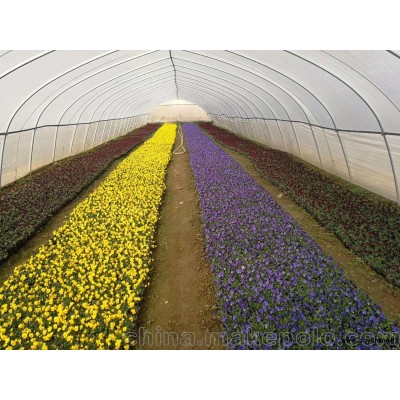 西安草滩草花种植销售基地