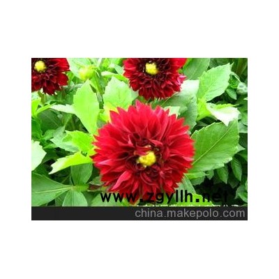青州鸡冠花、青岛鸡冠花、城阳草花鸡冠花