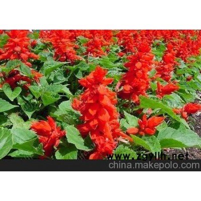 宁夏草花种植基地_银川草花基地（品牌）