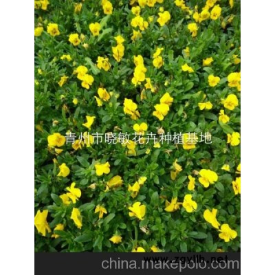 山东草花角瑾批发价格 角瑾种植基地