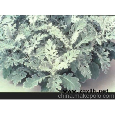 草花银叶菊(图)