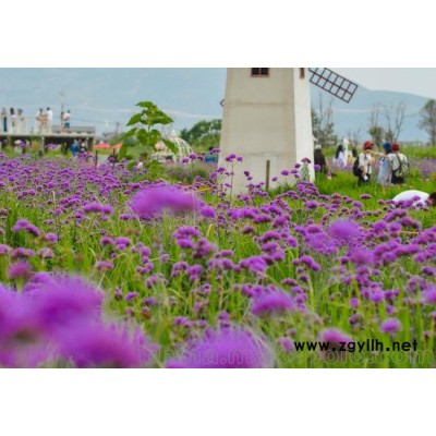 河南宿根花卉批发,郑州地被花卉基地,鄢陵宿根植物供应