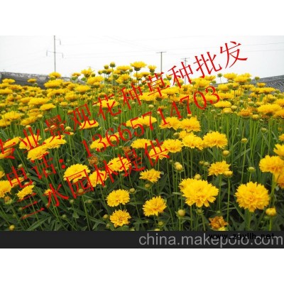 厂家热销江苏，浙江，上海，万寿菊种子批发