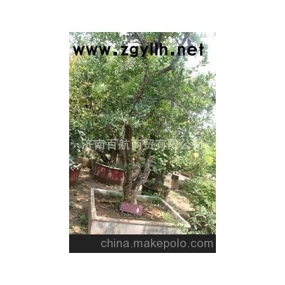 冠世榴园石榴盆景 石榴园林树 石榴树 盆景批发百年古桩