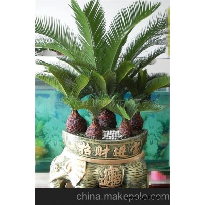 东莞鸿盛花木园艺场发财树、福禄桐、铁树盆景