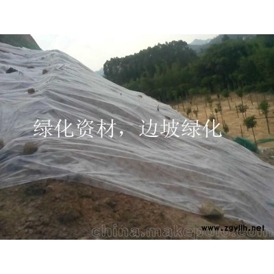 广东广州护坡草籽花籽出售