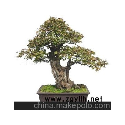 供应出口韩国盆景，美国盆景、日本盆景，大型树桩盆景