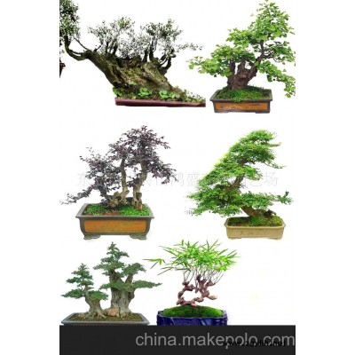 东莞鸿盛花木园艺场罗汉松、不老松、九里香、榕树盆景