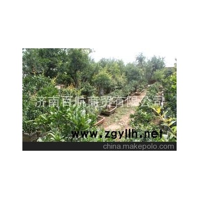 冠世榴园石榴盆景 石榴园林树 石榴树 盆景批发送礼用