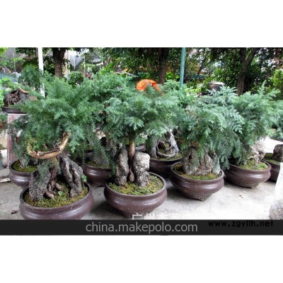 大量供应 现货新品上市 室内盆栽 澳洲杉盆景 广州盆景