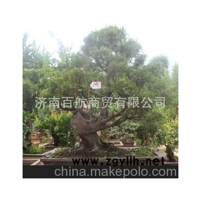 冠世榴园石榴盆景 石榴园林树 月季石榴树 盆景批发