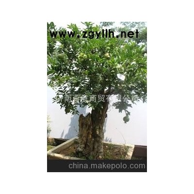 冠世榴园石榴盆景 石榴园林树 石榴树 盆景批发大马牙石榴