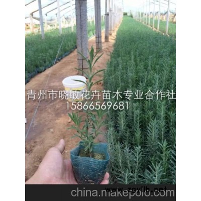 厂家供应薰衣草容器苗 薰衣草 山东薰衣草 宿根花卉种植基地 宿根花卉品种