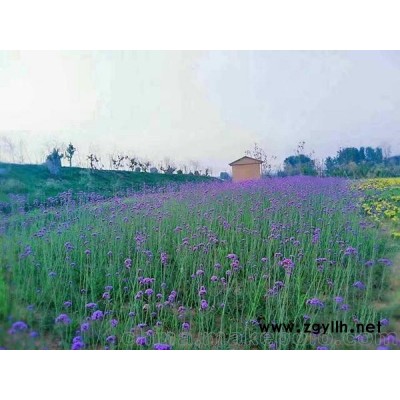 景观花海花卉,时令花海花卉,宿根花海花卉