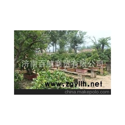 冠世榴园石榴盆景 石榴园林树 石榴树 盆景批发盆景协会