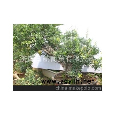 冠世榴园石榴盆景 石榴园林树 石榴树 盆景批发批量批发