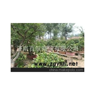 冠世榴园石榴盆景 石榴园林树 石榴树 山东盆景协会盆景批发