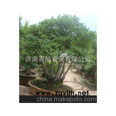 盆栽冠世榴园石榴盆景 石榴园林树 石榴树 盆景批发