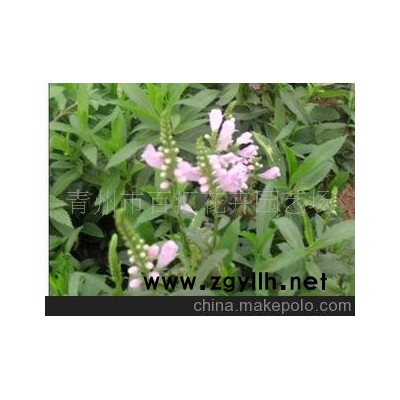 青州市百汇花卉园艺场长期大量供应各种优质草花