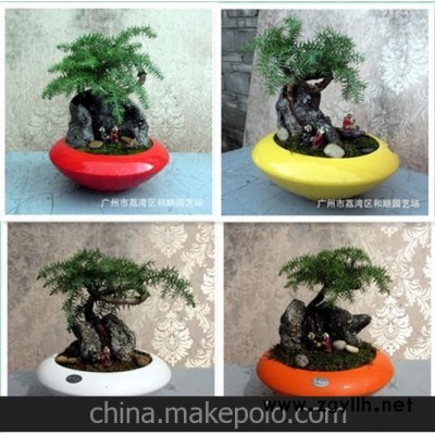 优质供应 批发室内小盆景 澳洲杉盆景