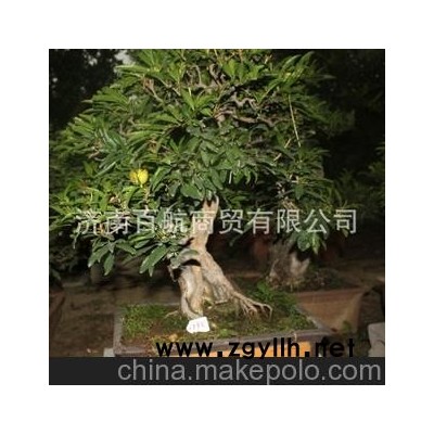 枣庄榴园石榴盆景 石榴园林树 石榴树 盆景批发