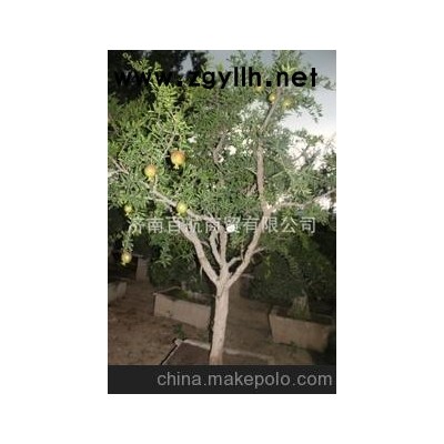 山东特产冠世榴园石榴盆景 石榴园林树 石榴树 盆景批发