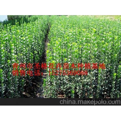 莱阳圣格花卉苗木种植基地_邹城草花种植批发（图）