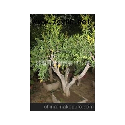 冠世榴园石榴盆景 石榴园林树 石榴树 石榴木