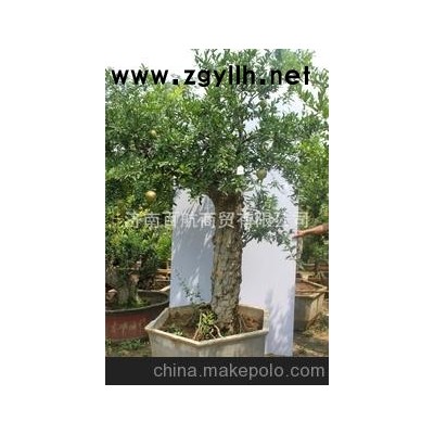 冠世榴园石榴盆景 石榴园林树 石榴树 盆景批发零售