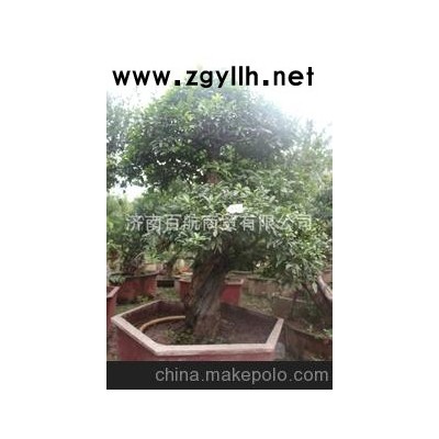 冠世榴园石榴盆景 石榴园林树 石榴树 盆景批发花石榴