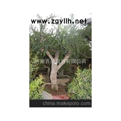 冠世榴园石榴盆景 石榴园林树 石榴木 盆景批发