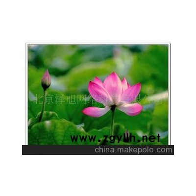 荷花 莲花 芙蕖 水芝 泽芝 水华--水生系列--花草--青州花卉园