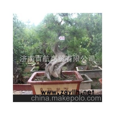 冠世榴园石榴盆景 石榴园林树 石榴树 盆景生产