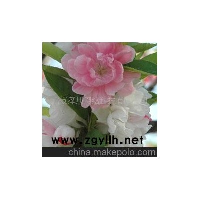 三色碧桃 红 白--蔷薇科落叶小乔木--桃的变种--山东青州花卉园