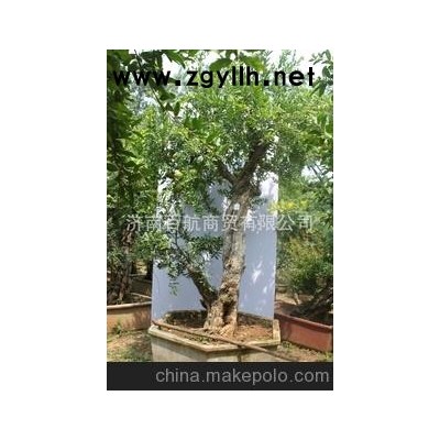 冠世榴园石榴盆景 石榴园林树 石榴树 盆景批发整园转让