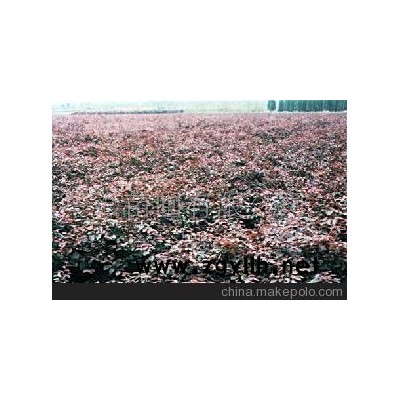 红花继木-红继木