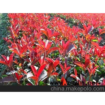 红叶石楠-红叶石楠