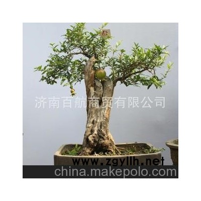 冠世榴园石榴盆景 石榴园林树 石榴树 盆景批发结果石榴树