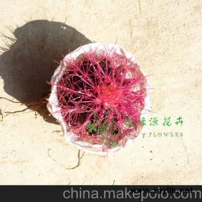 批发室内植物防辐射植物小盆栽仙人球（A100）美琥（紫色）整箱