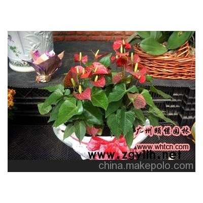 广州颐憬前台植物租摆方案设计