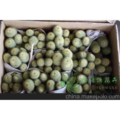 批发小盆栽仙人球室内植物吸甲醛防辐射净化空气  金狮猴整箱