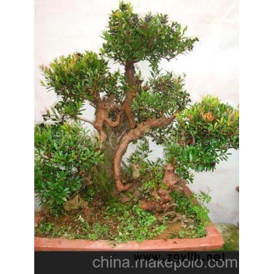 小叶赤楠--造型精致,四好的盆景