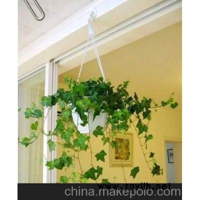 广州颐憬净化空气,防辐射植物排行榜