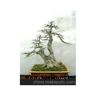 对接白蜡各种规格的盆景